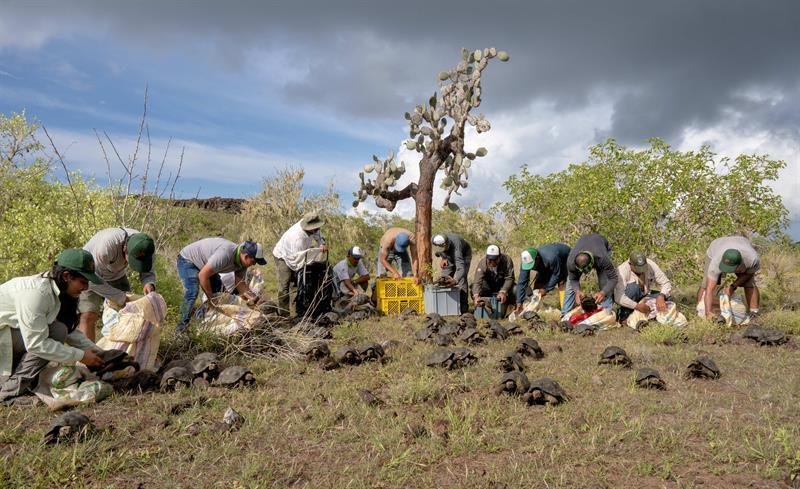 Guardaparques del Parque Nacional Galápagos durante la liberación de un grupo de tortugas. (EFE)