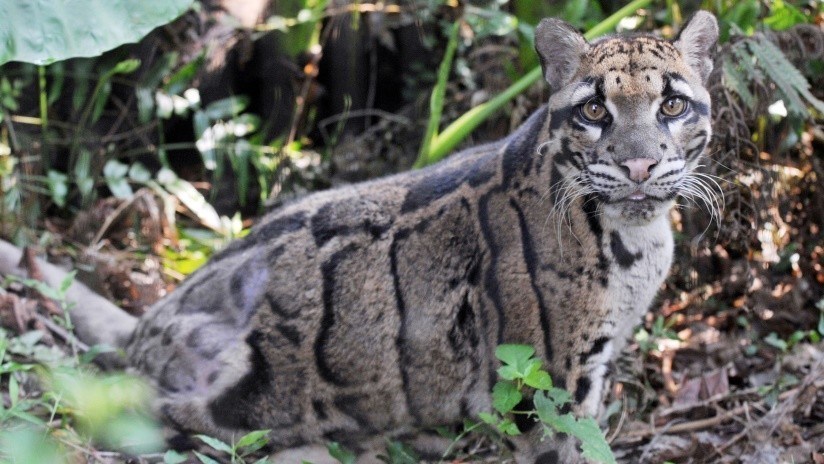 El leopardo nublado de Formosa fue visto en Taiwán (AFP).