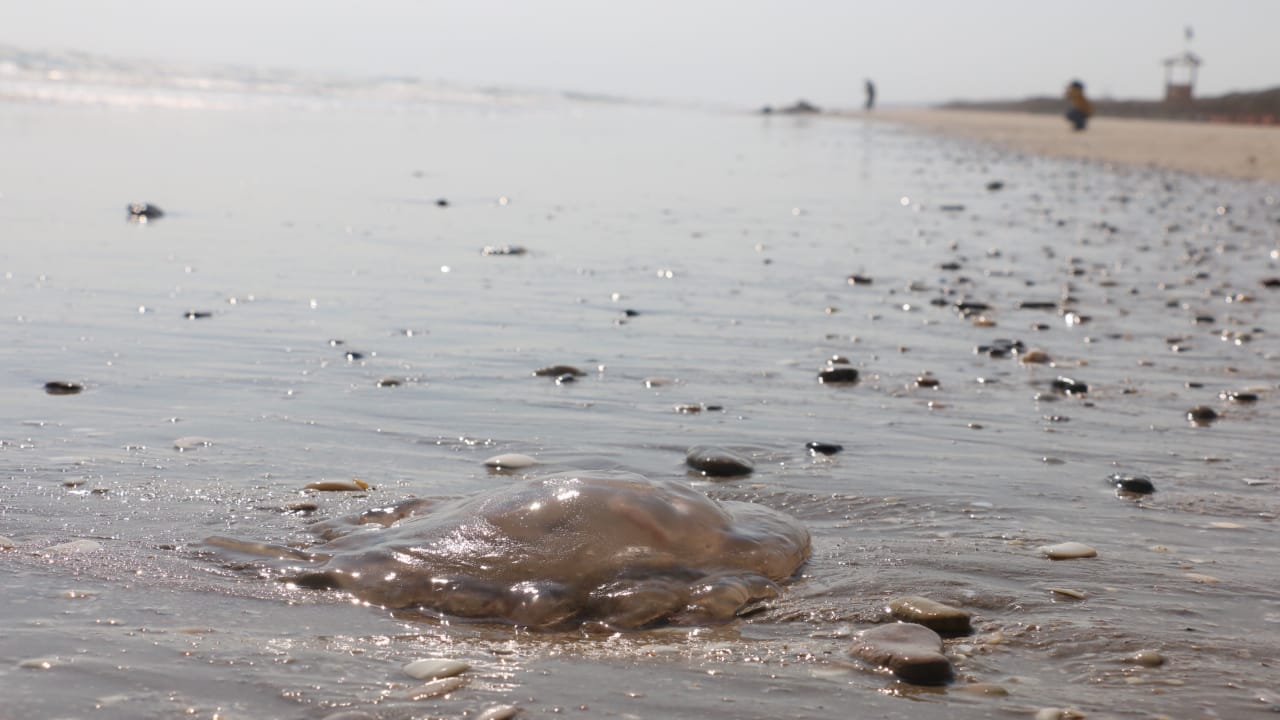 Medusas o aguas malas en playa Miramar.