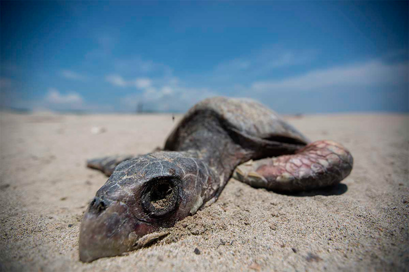 Tortuga muerta