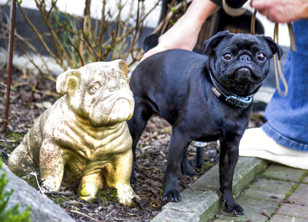 Una foto de Edda, la pug que fue vendida en eBay por autoridades alemanas (AP).