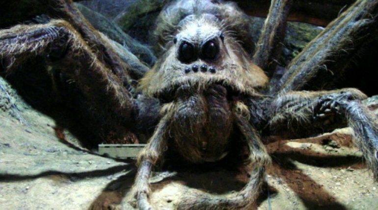 araña/Especial