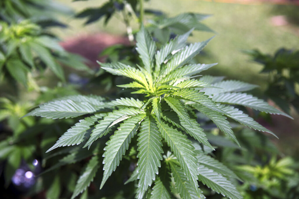 Se espera que haya hasta 467 mil empleos con el negocio de la marihuana (AP)