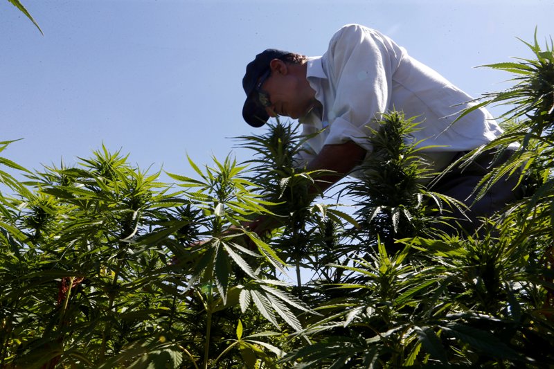 El uso del cannabis es un riesgo para la salud advirtió la Junta Internacional de Fiscalización de Estupefacientes. (Reuters)