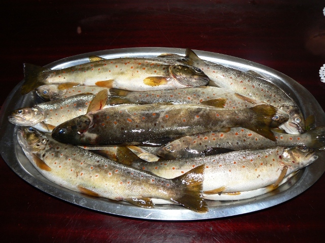 Trucha Marina (Especial)