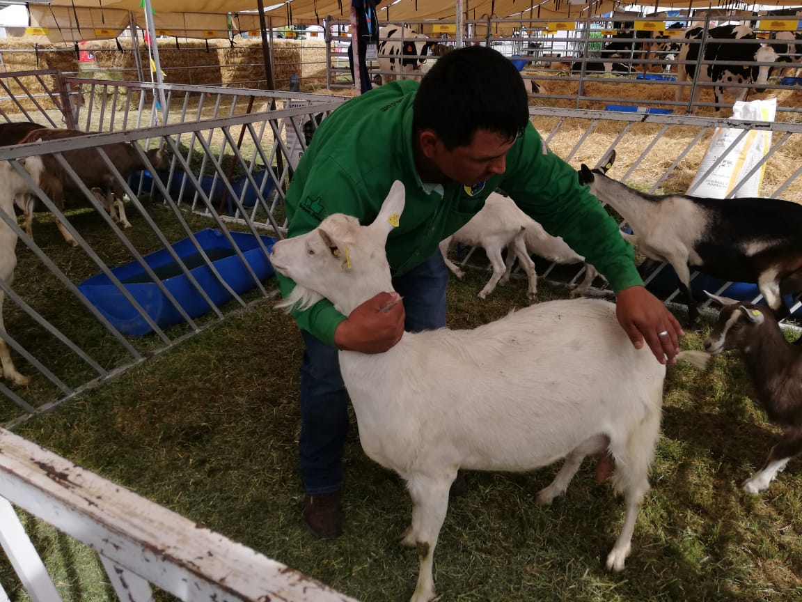 En años anteriores no se superaba la producción de un litro de leche, ahora se llegan hasta 2. (Luis Carlos Valdés)