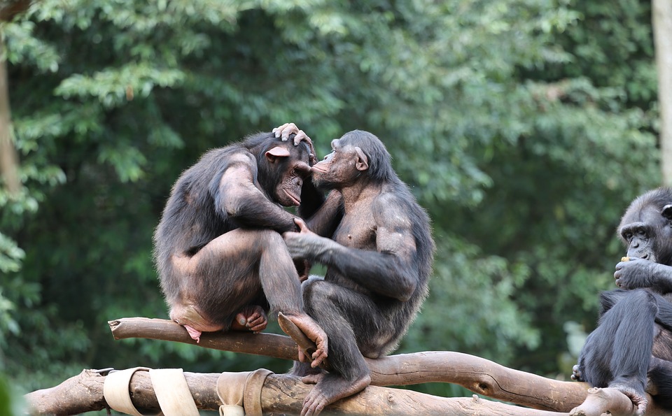 Los chimpancés tienen un alto repertorio de capacidades comunicativas. (Especial)