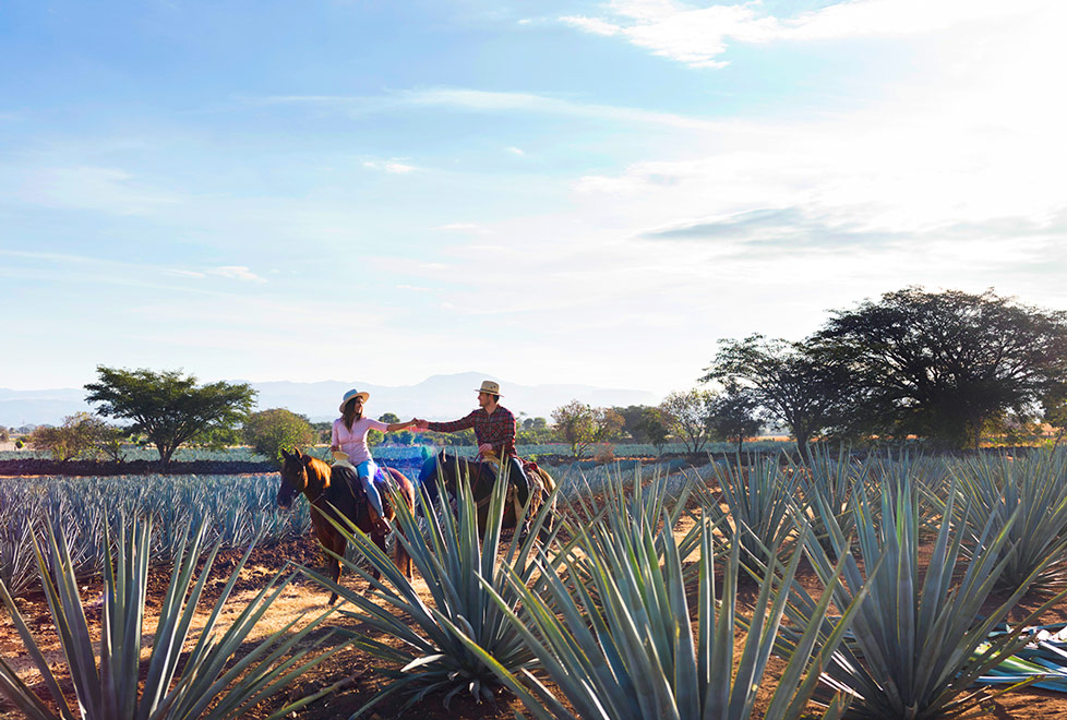 El paisaje Agavero de Tequila, es considerado Patrimonio Cultural de la Humanidad por la UNESCO (Cortesía).