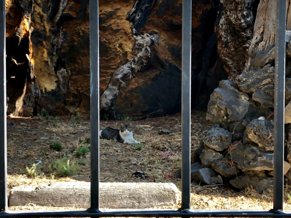 El árbol de la noche triste, pasó de ser un testigo de la historia a un refugio para gatos. | Notimex