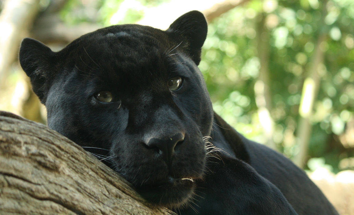 Un jaguar atacó a una mujer que intentaba sacar una selfie. (Wikicommons)