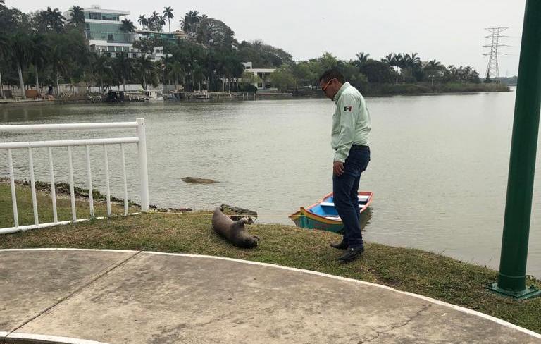 La nutria fue encontrada muerta.