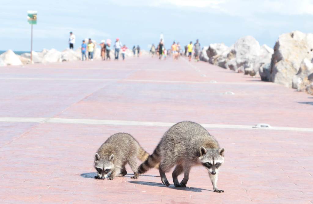 Mapaches en playa Miramar.
