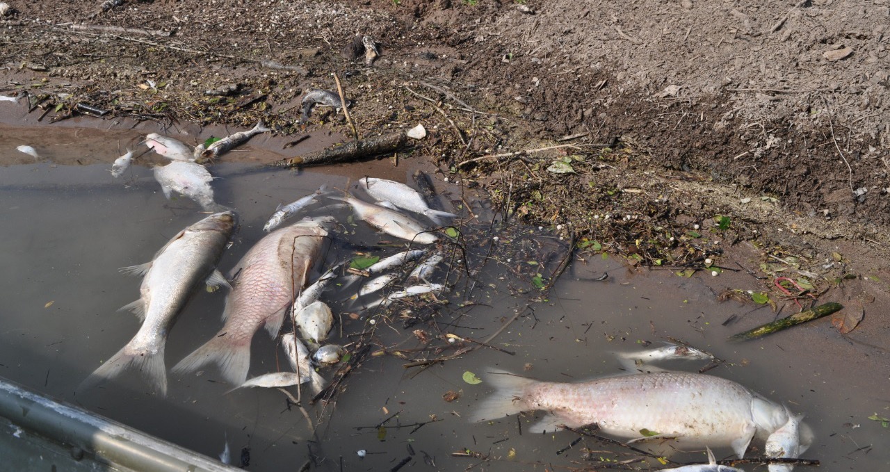 La mortandad se presentó en el río Moctezuma, denunciaron residentes de comunidades.