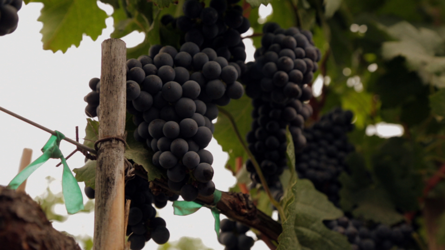 El reconocimiento internacional de los vinos mexicanos crece (Cortesía)