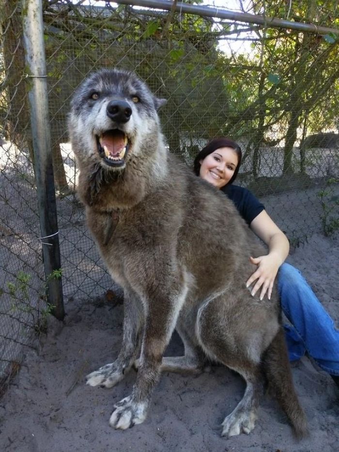 Yuki, el perro-lobo, se ha vuelto la principal atracción del santuario.