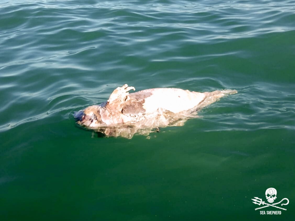 El ejemplar de vaquita marina fue hallado sin cabeza en el Alto Golfo de California (Sea Shepard)
