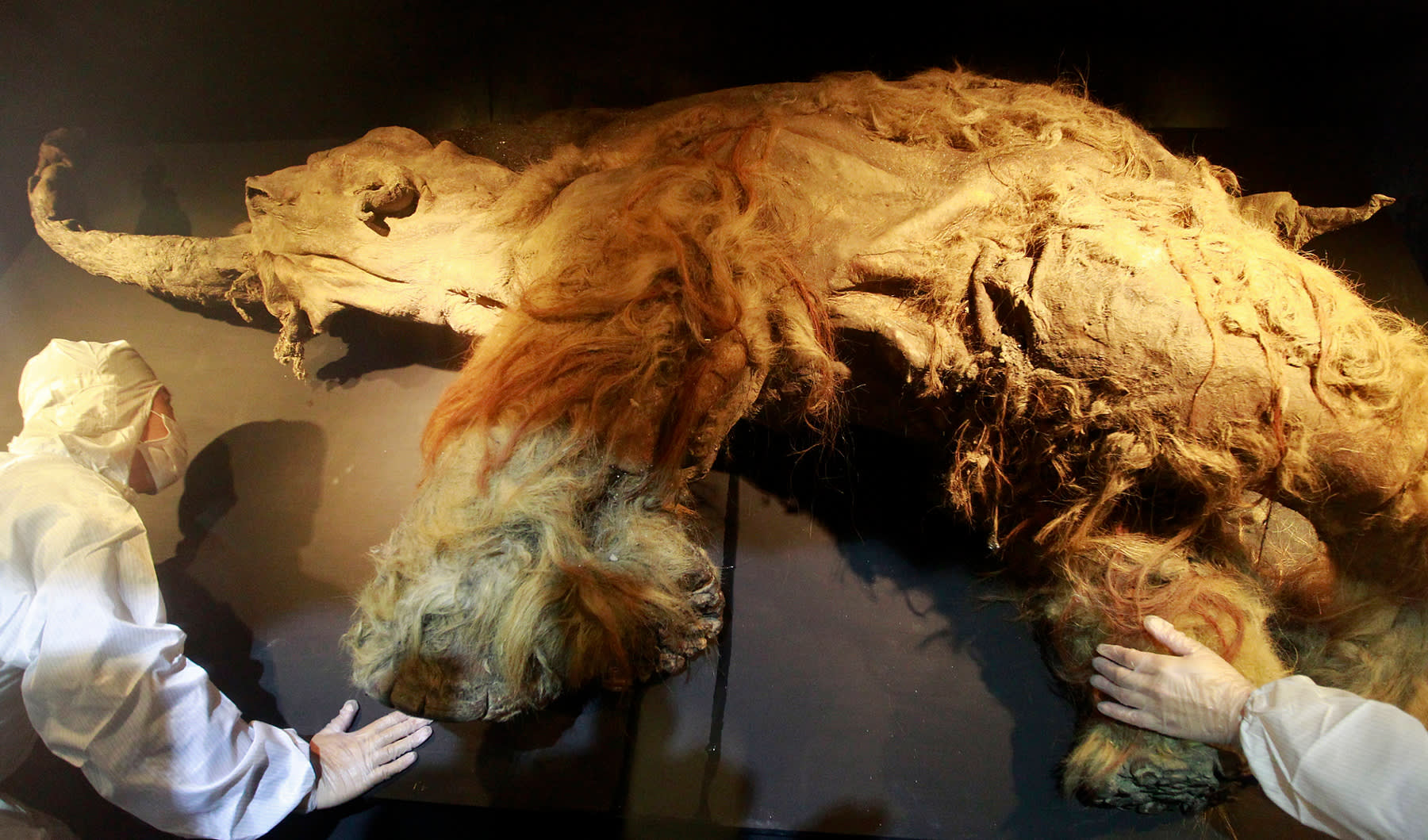 Los científicos señalan que todavía están lejos de poder clonar al mamut. (Reuters)