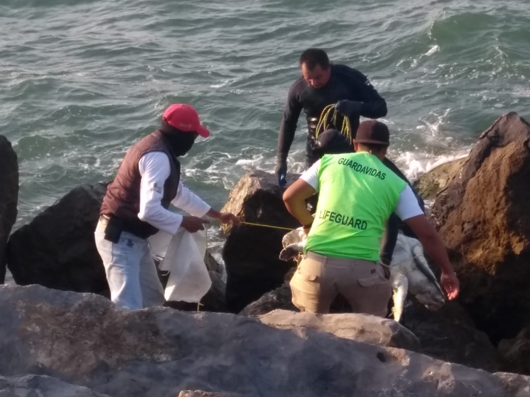 El quelonio fue encontrado en avanzado estado de descomposición, en las escolleras de playa Miramar.