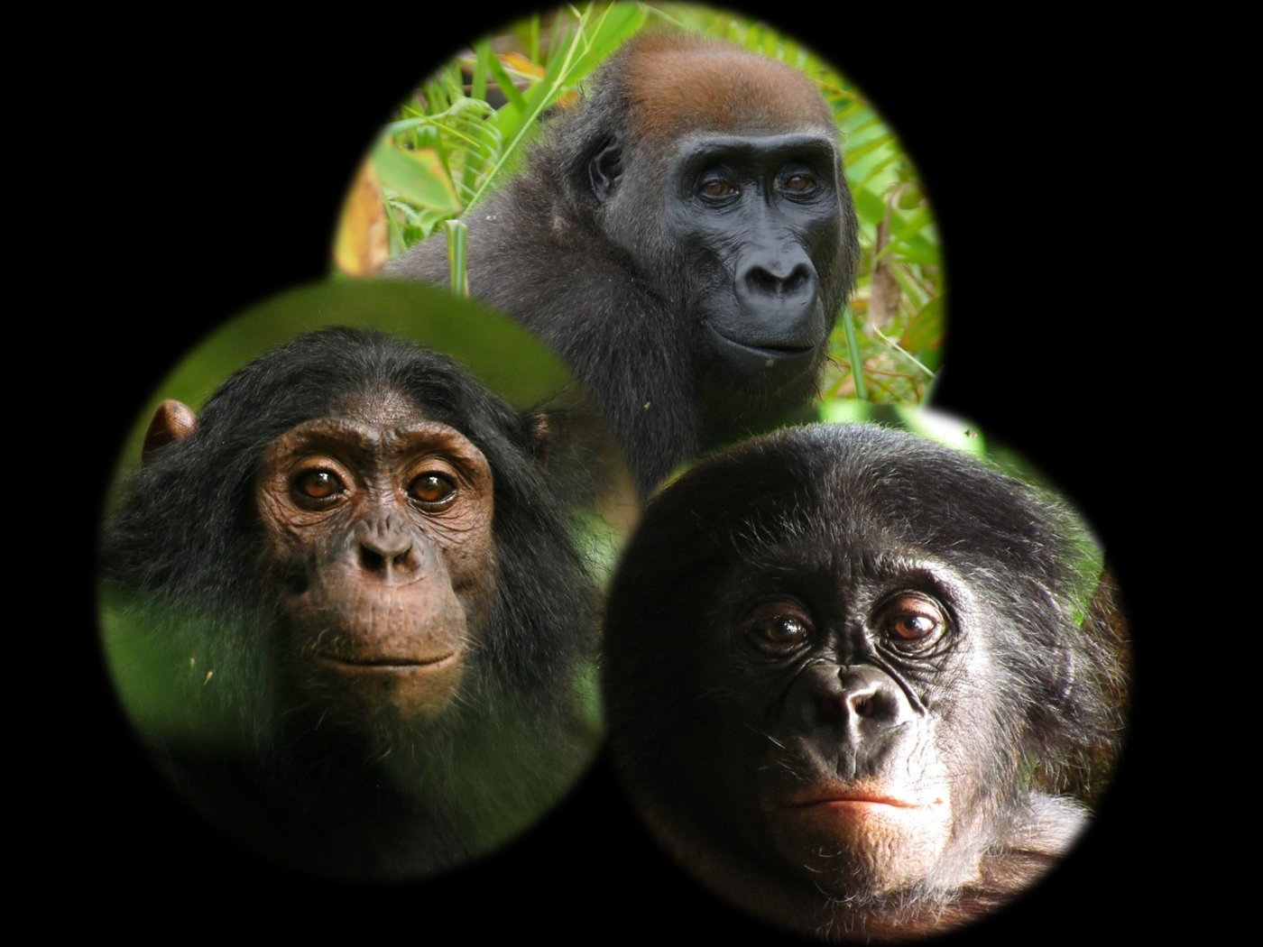 La variación de la conducta dentro y entre las especies hacia los elementos desconocidos podría ser problemática. (DPA)