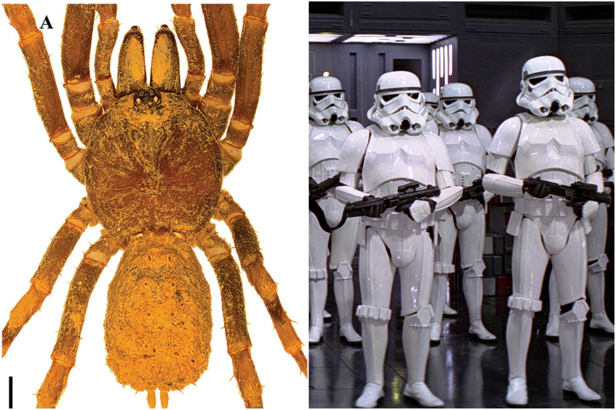 Una araña fue nombrada en honor a los Stormtroopers de Star Wars. (ZooKeys/Especial)