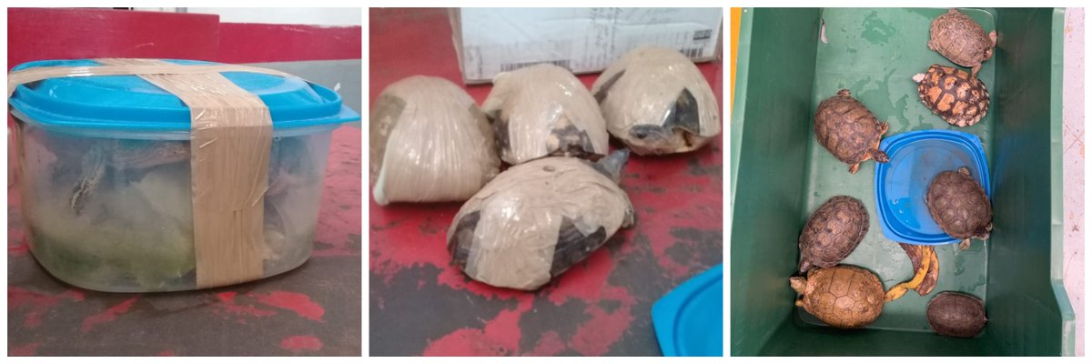 Varias tortuga sen peligro de extinción fueron encontradas envueltas en cinta canela. (Especial)