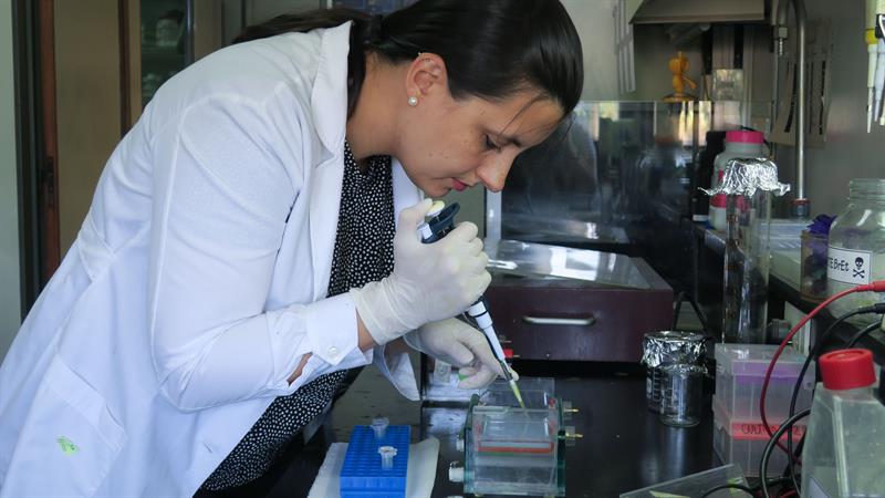 Un hallazgo que, según los expertos, podría ayudar a crear antivirales para el control de esta enfermedad. (EFE)
