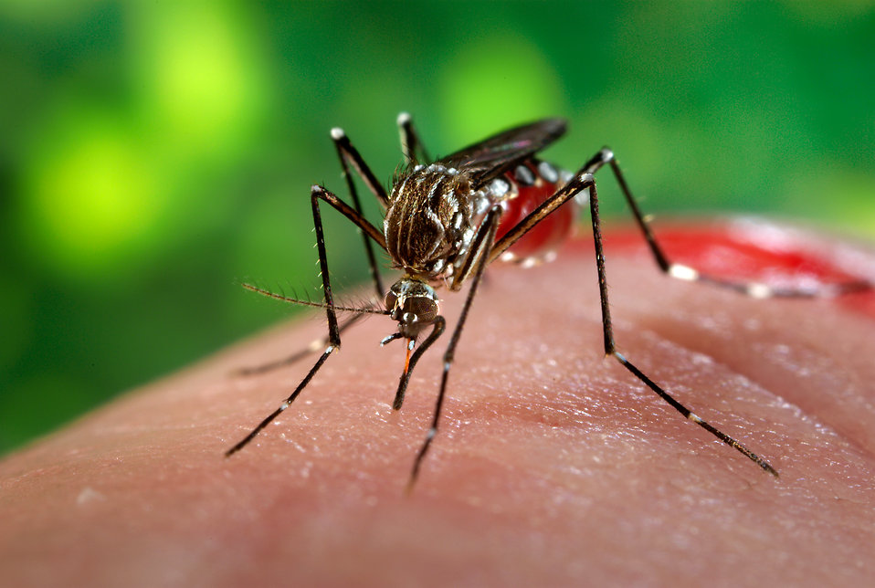 Posible cura para el dengue. (Especial)