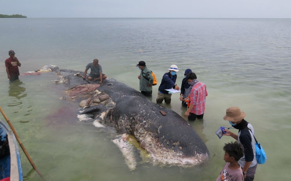 Según expertos, las ballenas ingieren el plástico que hay en el mar pensando que se trata de comida. (Archivo)