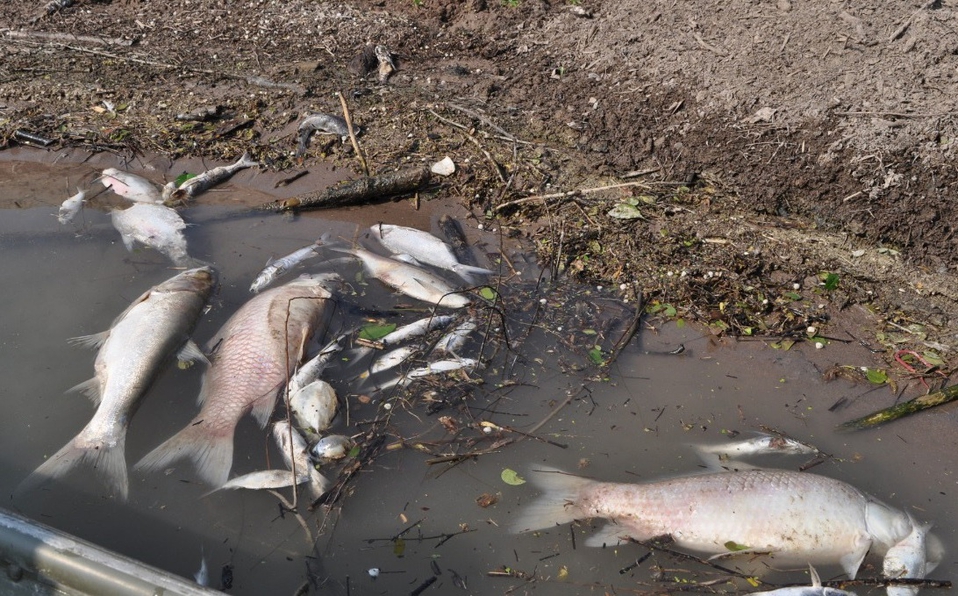 Contaminación en el Río Pánuco
