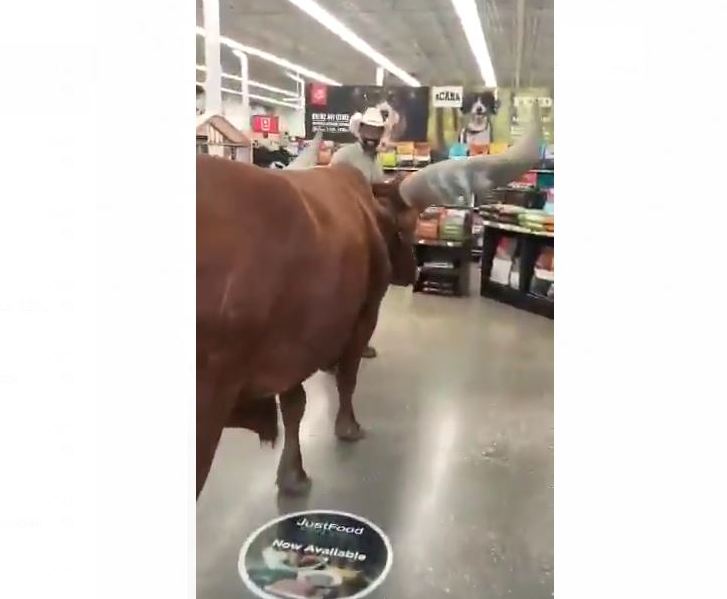 El animal es un watusi africano criado en Texas. (Captura de video)