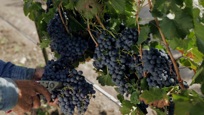 En las últimas dos décadas, el consumo de vino en México creció más allá de 180% (Cortesía)