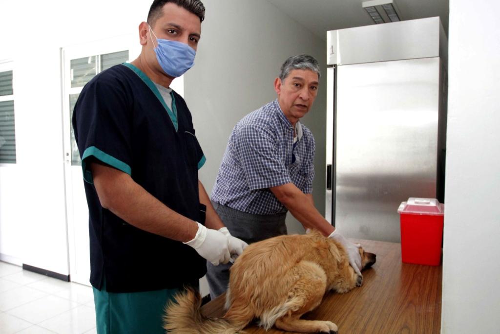 Espera la aplicación de más de 19 millones de dosis a mascotas (Notimex)