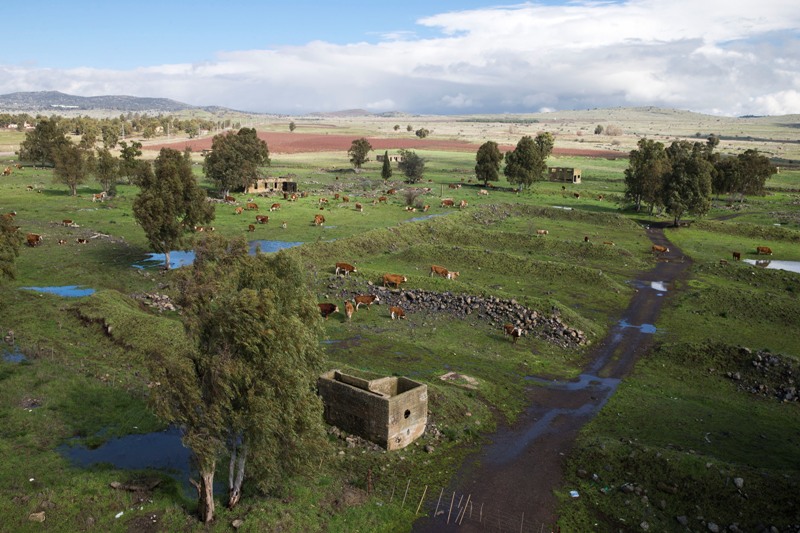 Una manada de vacas pastan cerca de Moshav Keshet en los Altos del Golán controlados por los israelíes.