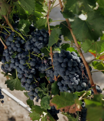 En las últimas dos décadas, el consumo de vino en México creció más allá de 180%; asimismo aumentó la preferencia del consumidor por vino nacional.