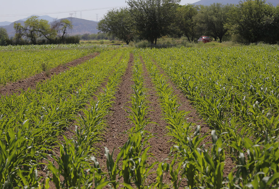 Con el fin de no dejar caer la actividad exportadora de productos del campo, se analiza la instalación de módulos. (Milenio Digital)