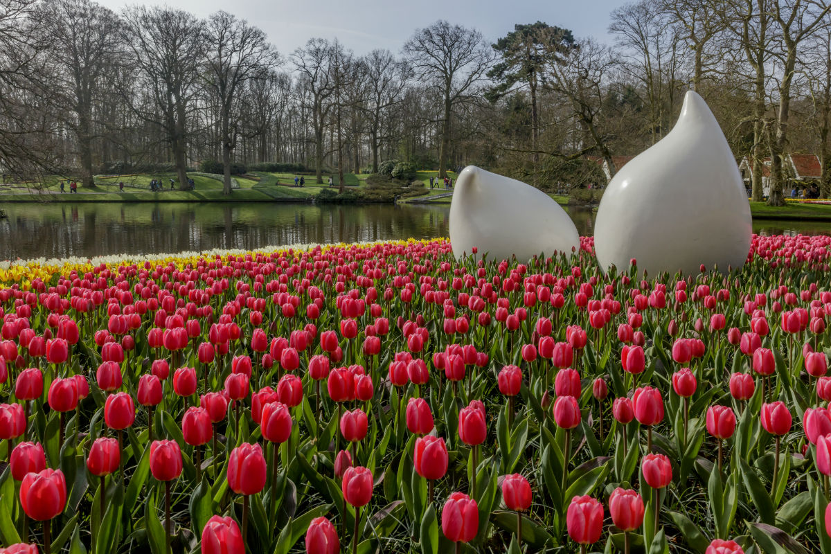 Al año se cultivan 700 millones de flores al año. (Keukenhof)