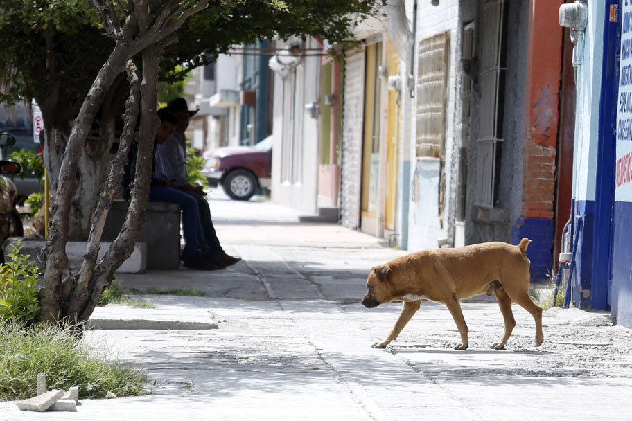 En Lerdo se estima un padrón de 25 mil perros callejeros. (Rolando Riestra)