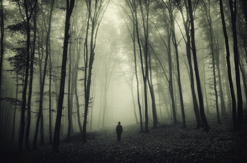 Libros tan oscuros como perderse en un bosque solitario. (Shutterstock)