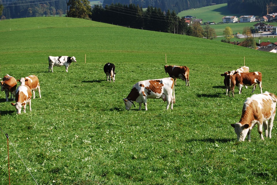 El CowToilet reduce las emisiones de amoniaco. (Especial)