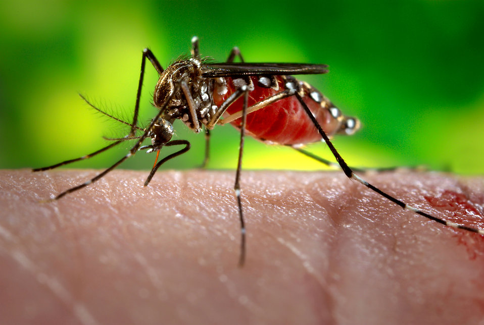 El objetivo es desarrollar un perfume que proteja a las personas de las picaduras de mosquitos. (Freestockphotos.biz)