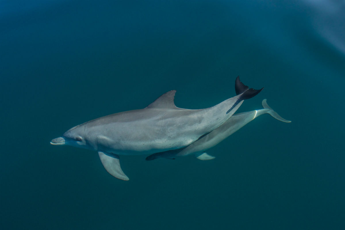 La ola de calor no tuvo el mismo efecto en todos los grupos de delfines. (DPA)