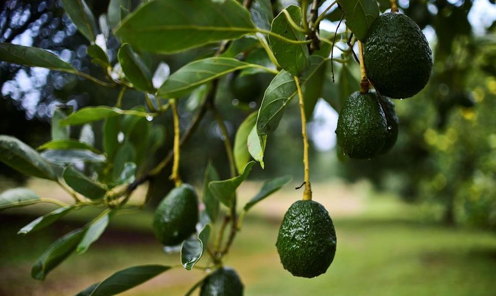 El aguacate, ¿fruta o verdura? (AFP)