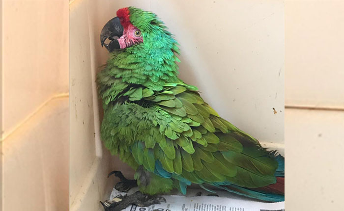 Guacamaya verde.