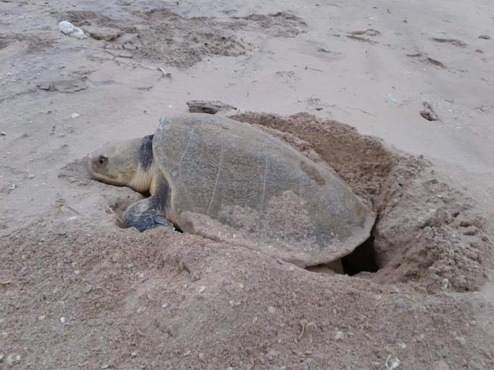 Tortugas loras desovan en costas de Tamaulipas.