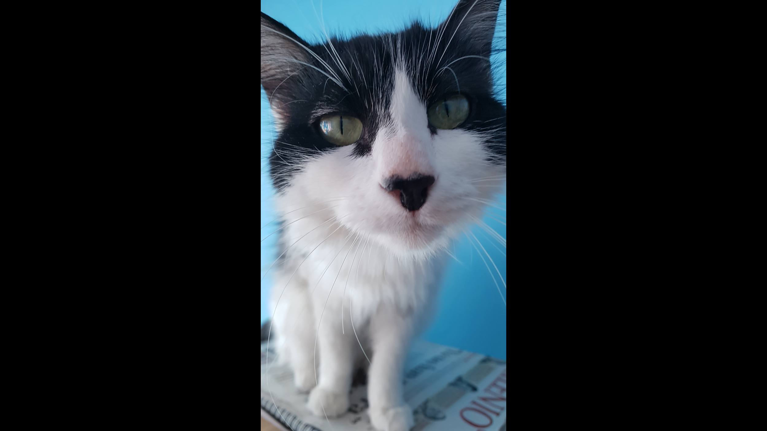 La investigación arroja que como los gatos escuchan su nombre con frecuencia ese sonido se convierte en algo especial. (Jimena Campuzano)
