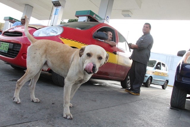 'Randy' perro héroe que evito asalto en una gasolinera de Ciudad Madero (Foto/Milenio)