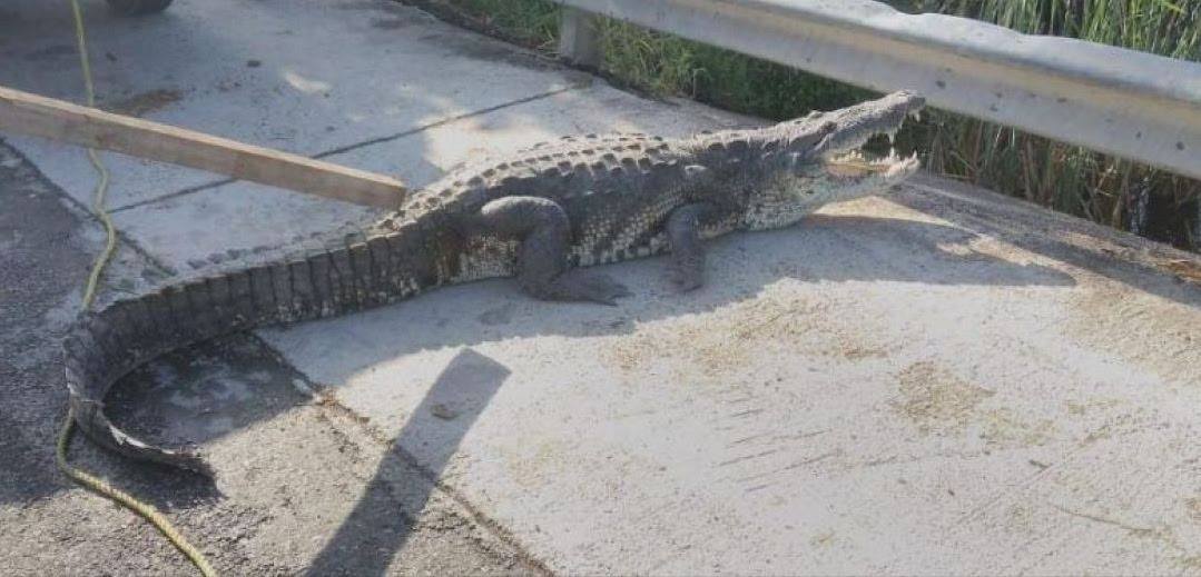 Reptil atrapado