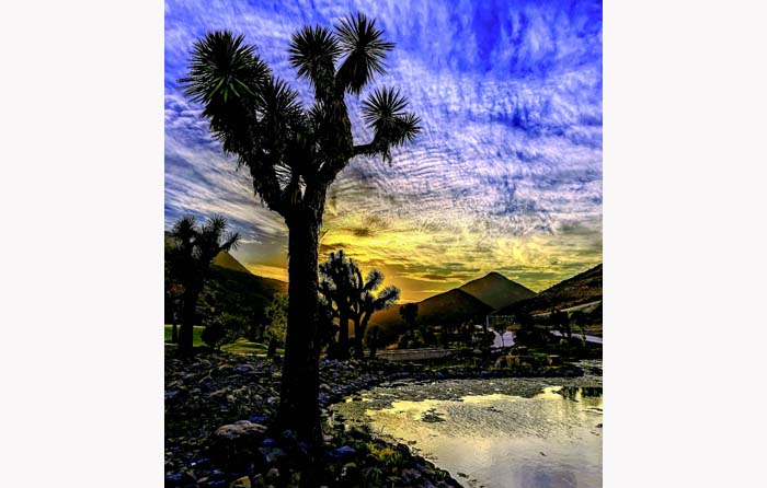 La imagen muestra a una Yucca filifera en la Sierra de García, Nuevo León, durante un bonito atardecer de primavera. WIKIPEDIA
