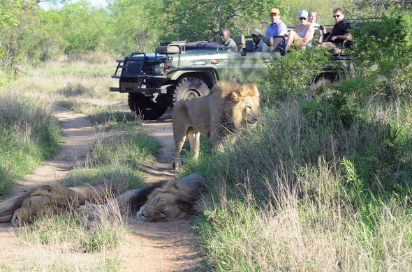 El Parque Nacional Kruger confirmó la muerte del cazador furtivo. (www.krugerpark.co.za/)