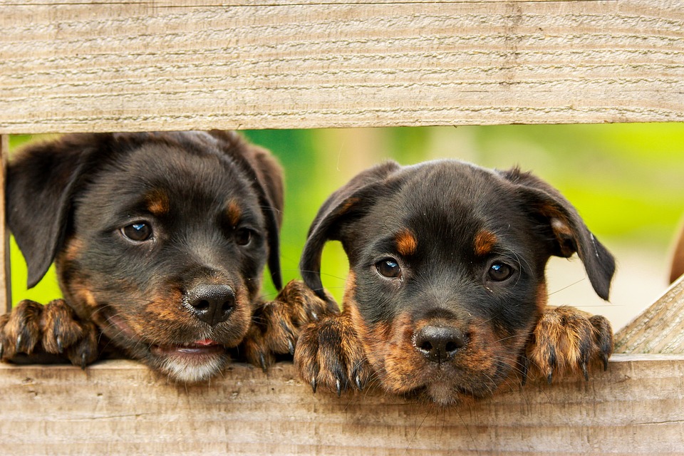 Tres perros identificaron correctamente las muestras de cáncer de pulmón. (Especial)